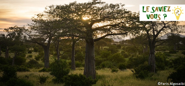 L'intelligence des arbres