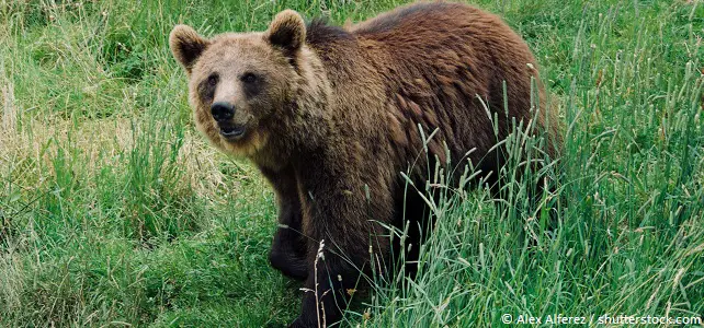 Ours brun dans les Pyrénées