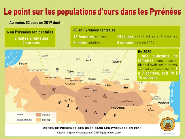 Population d'ours dans les Pyrénées