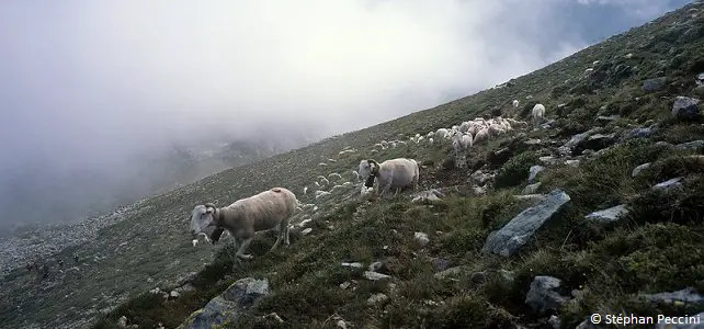 Troupeau dans les Pyrénées