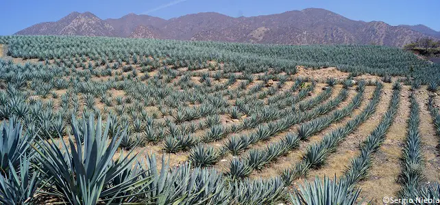Agave bleu, plante servant à la préparation de la tequila