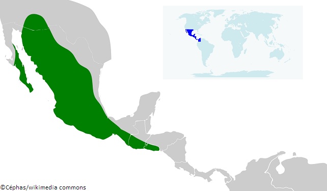 Aire de répartition de Leptonycteris yerbabuenae 