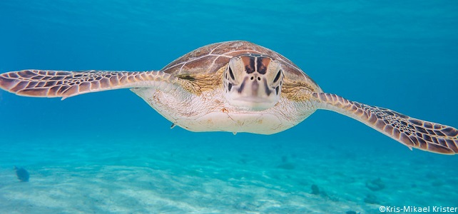 Animaux menacés par la marée noire de l'Ile Maurice