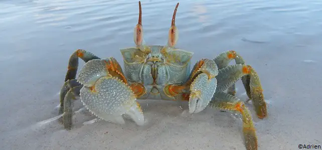 Crabe fantôme aux yeux cornus