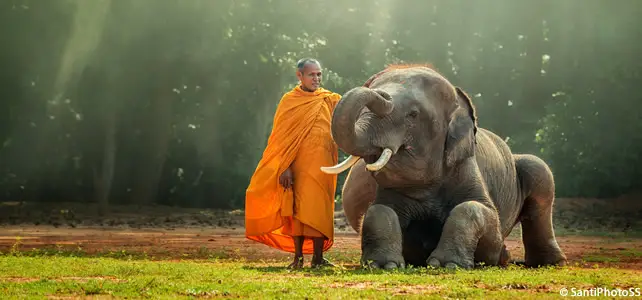 moine et elephant