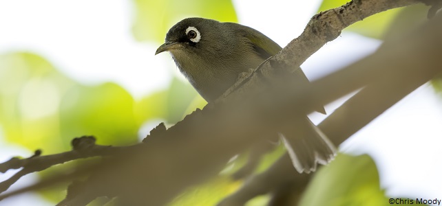Zostérops olive de Maurice (Zosterops chloronothos)