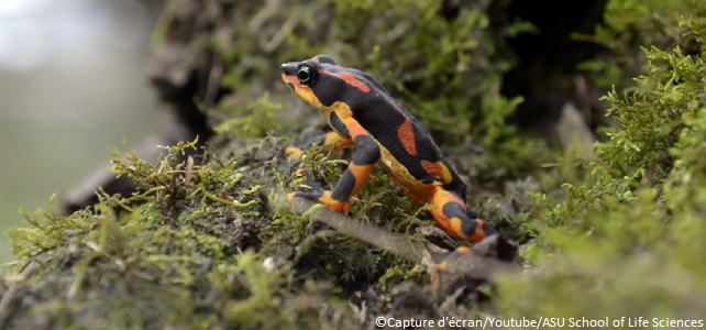 La grenouille arlequin variable est active la journée