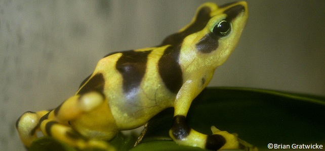 Grenouille arlequin variable (Atelopus varius)