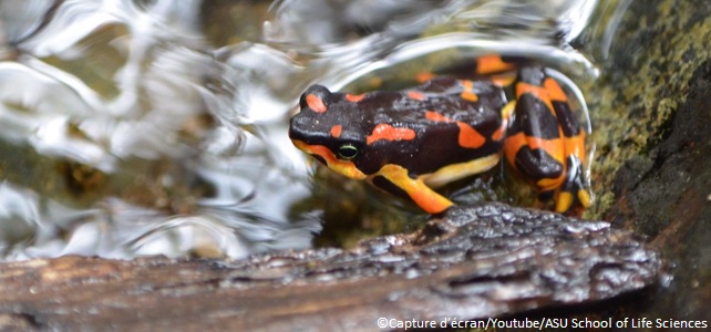 Grenouille arlequin variable (Atelopus varius), en danger critique