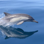 Les dauphins sont-ils en danger en France ?