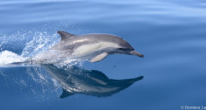dauphin vivant