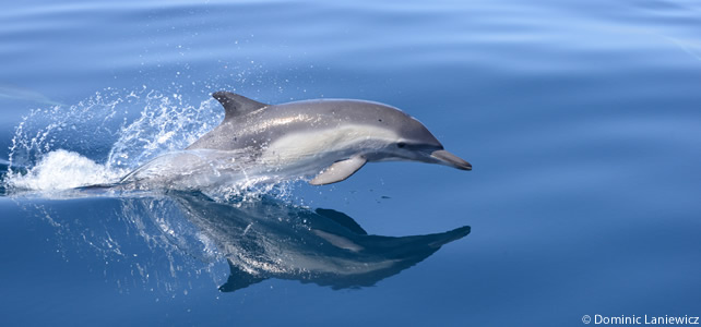 dauphin vivant