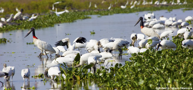 Jabiru