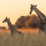 La girafe désormais éteinte dans 7 pays