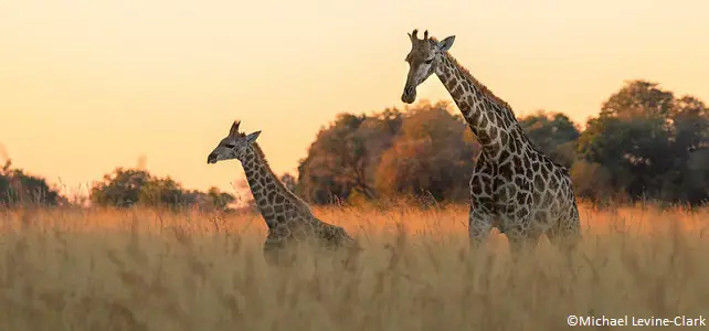 La girafe éteinte dans 7 pays de son aire de répartition historique