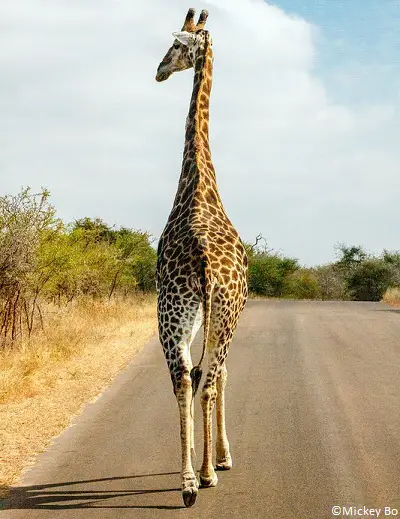 Les menaces qui pèsent sur les girafes