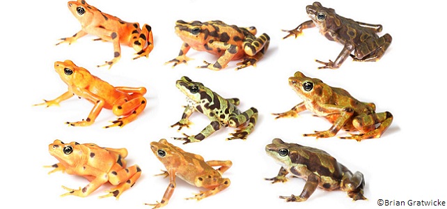 Différentes couleurs chez la grenouille arlequin variable