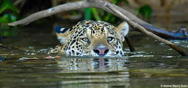 faune pantanal jaguar