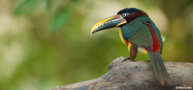 aracari