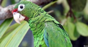 Amazone de Porto Rico (Amazona vittata)