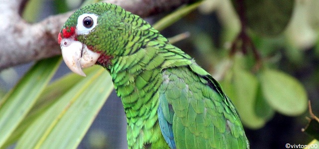 Amazone de Porto Rico (Amazona vittata)