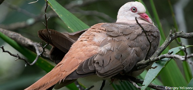 Pigeon rose (Nesoenas mayeri)