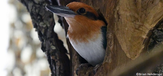 Martin-chasseur cannelle (Todiramphus cinnamominus)