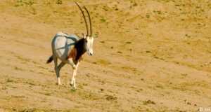 Oryx algazelle (Oryx dammah)