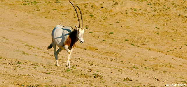 Oryx algazelle (Oryx dammah)