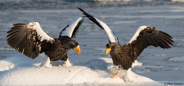 Haliaeetus pelagicus