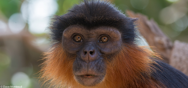 Piliocolobus badius