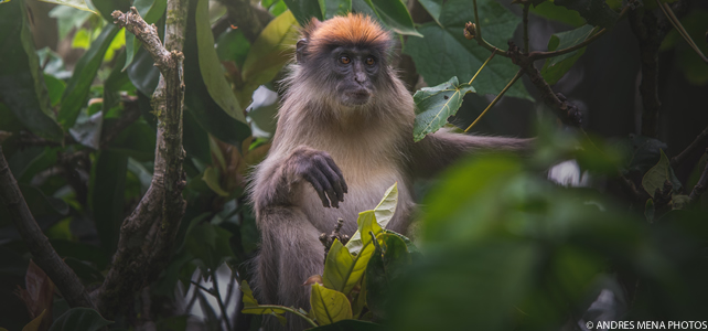 Piliocolobus tephrosceles