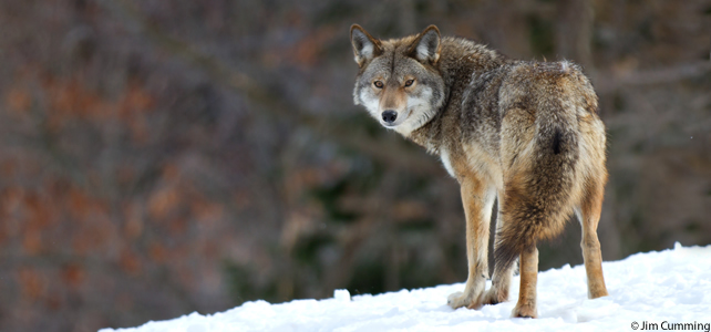 coyote dans neige