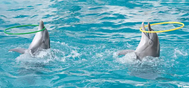 Spectacles de dauphins bientôt interdits en France