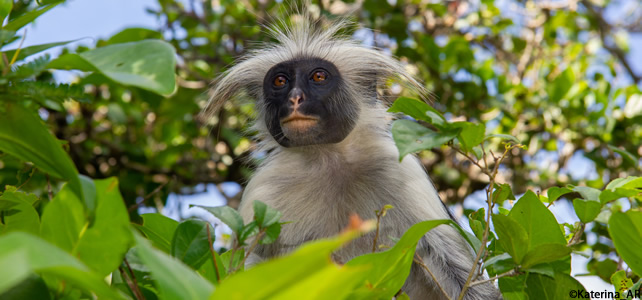 Piliocolobus kirkii