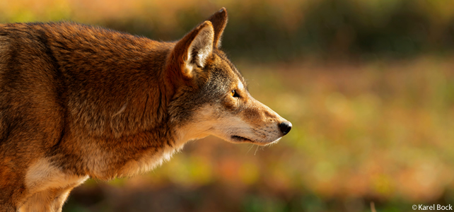 Canis rufus, loup roux