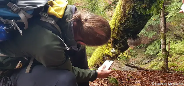 Recherche de poils d'ours dans les Pyrénées