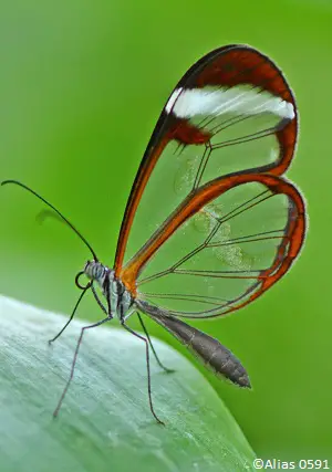 Papillon Greta oto aux ailes transparentes