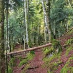 Sur les traces de l’ours des Pyrénées avec Pays de l’Ours