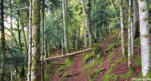 Sur les traces de l'ours dans les Pyrénées