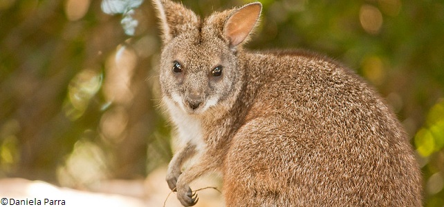 Wallaby de Parma