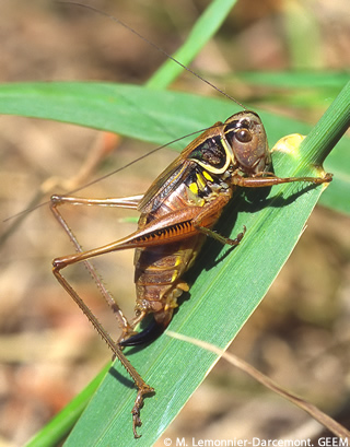 Decticelle des ruisseaux_femelle