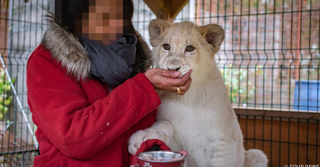 un lionceau nourri à la main