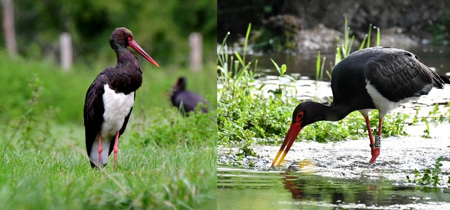 Cigogne noire au Parc national de Forêts