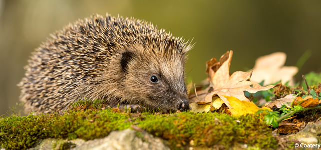 La nature pleure la disparition du hérisson