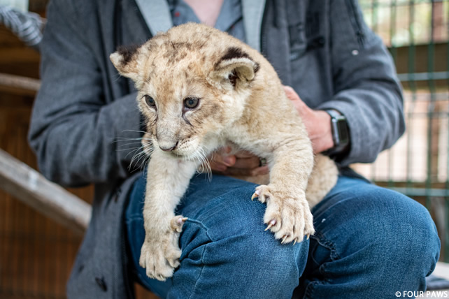 caresse de tigre