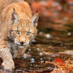 Le premier plan national d’actions lynx déjà critiqué avant même son lancement