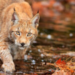 Le premier plan national d’actions lynx déjà critiqué avant même son lancement