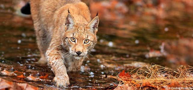 lynx boreal