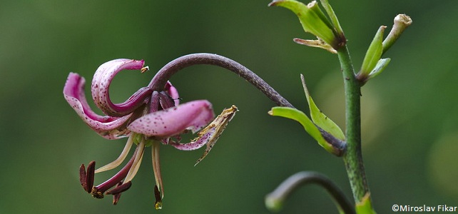 Lys martagon (Lilium martagon)